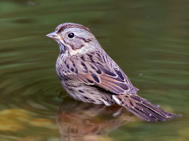 Lincoln's Sparrow by Nick Saunders. ML69095721