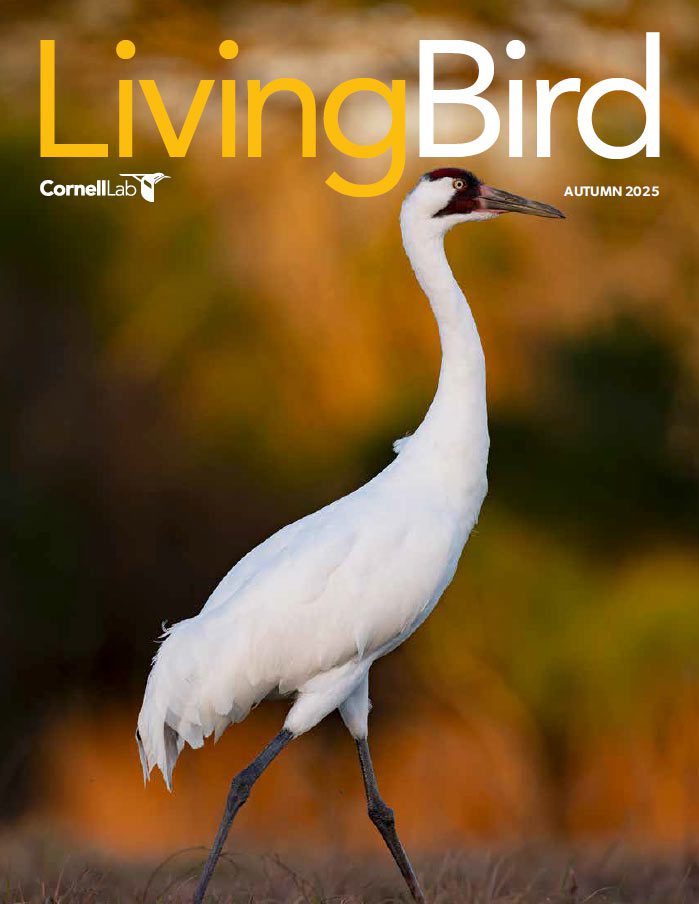 Tap or click to view the Autumn 2025 issue of Living Bird magazine