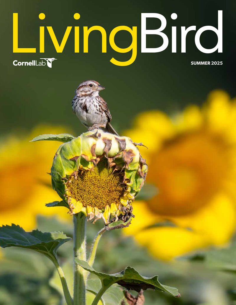 View the Summer 2025 issue of Living Bird