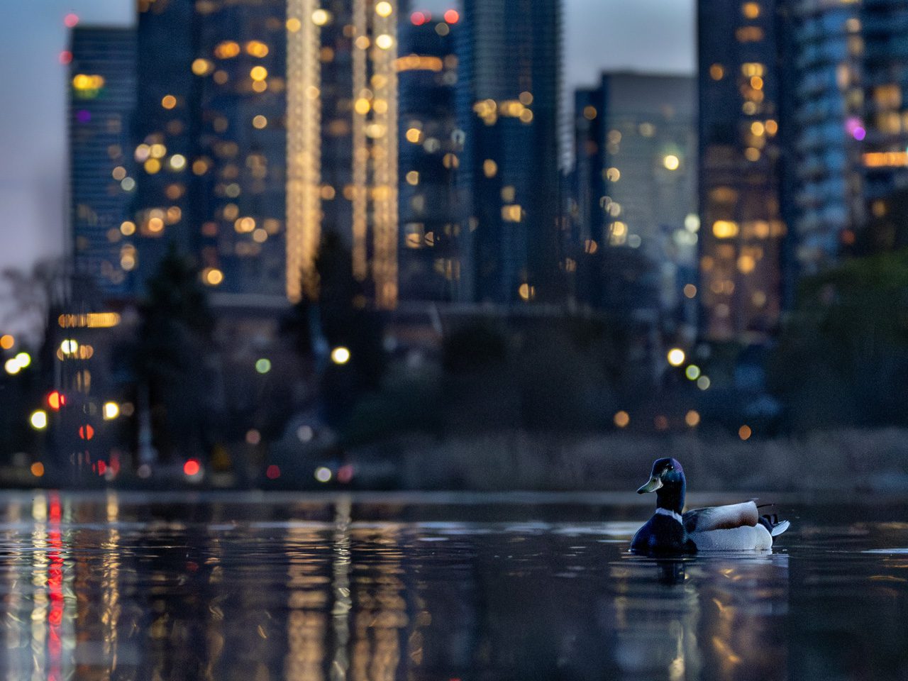 A duck swimming on calm water with city lights blurred in the background.