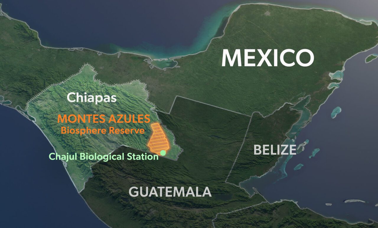 Map of Central America, land in green and sea in blue, labels: Mexico, Guatemala, Belize, Chiapas, Montes Azules Biosphere Reserve, Chajul Biological Station.