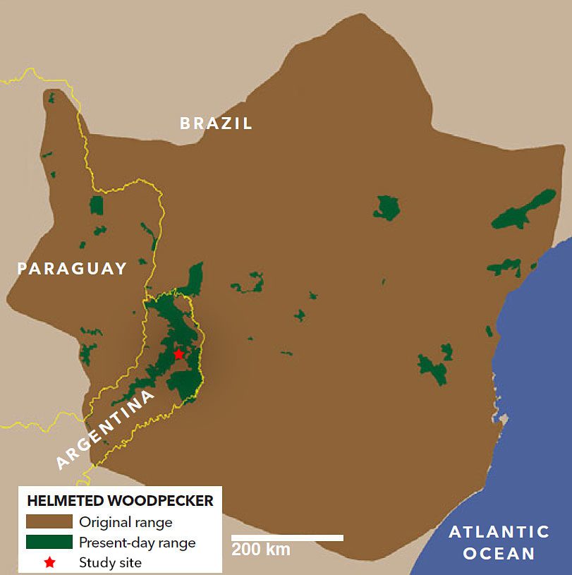 The range of the Helmeted Woodpecker has been reduced by more than 95 percent due to deforestation. The red star marks Lammertink's study site. Map by Martjan Lammertink.