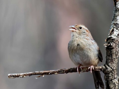 A small bird perched on a thin branch with its beak open. The bird has brown, gray, and white plumage, and the background is softly blurred in earthy tones.