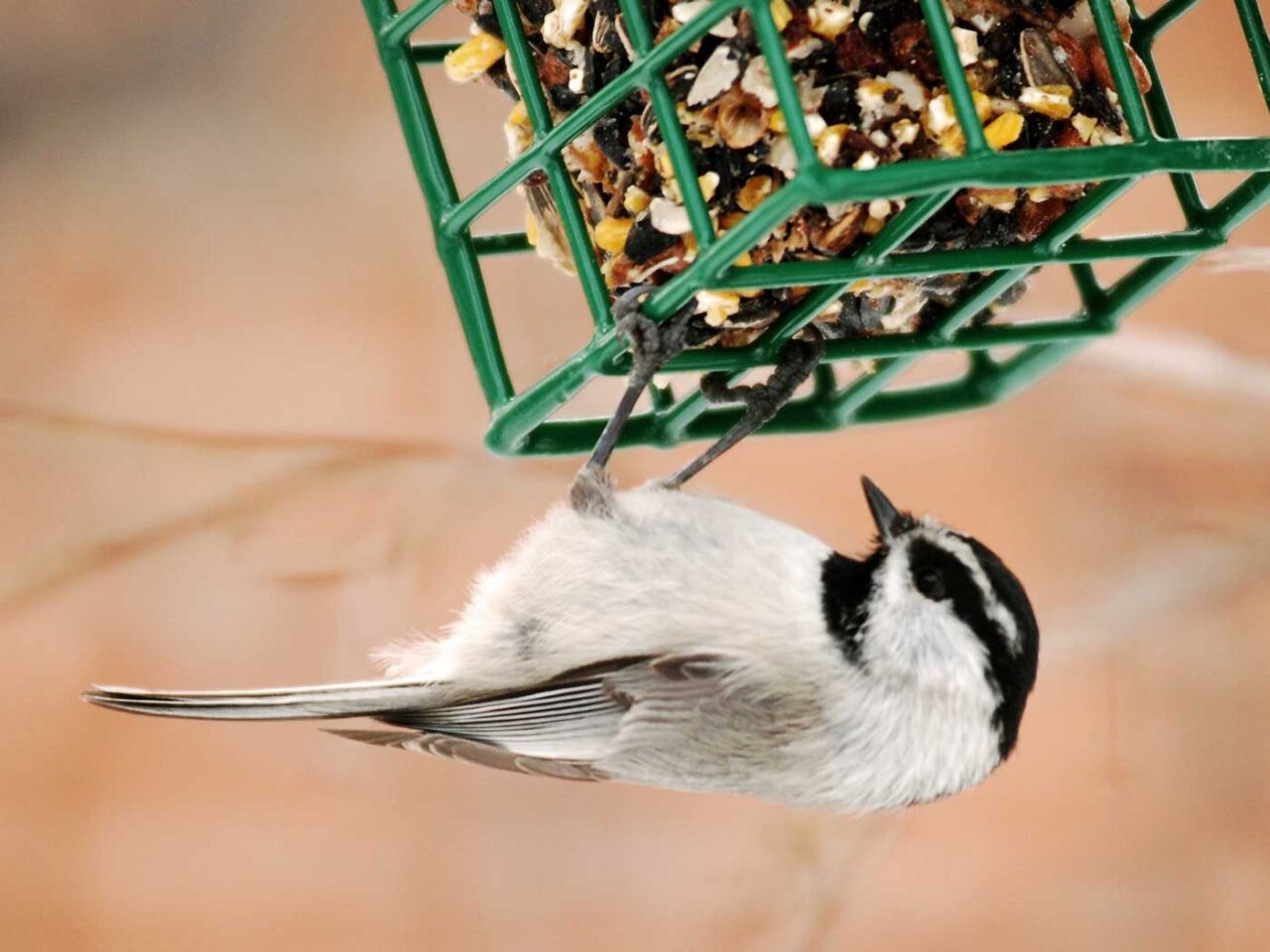 A small black-and-white bird hanging upside down from a green suet feeder, pecking at the mix of seeds and nuts, with an orange-toned background and part of a tree trunk visible.