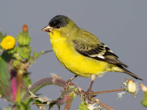 A vibrant yellow and black bird perched on a branch with small green leaves and flowers, set against a plain gray background.