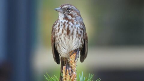 A small brown and white songbird with streaked plumage perched atop a pine branch, with a softly blurred background of natural colors.