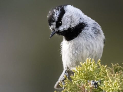 A white and black small bird perched on green foliage with a blurred background.