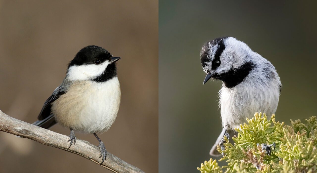Two birds are shown side by side. The left image features a black-and-white bird perched on a branch against a softly blurred brown background. The right image shows another black-and-white bird perched on a vibrant green shrub with a blurred background.