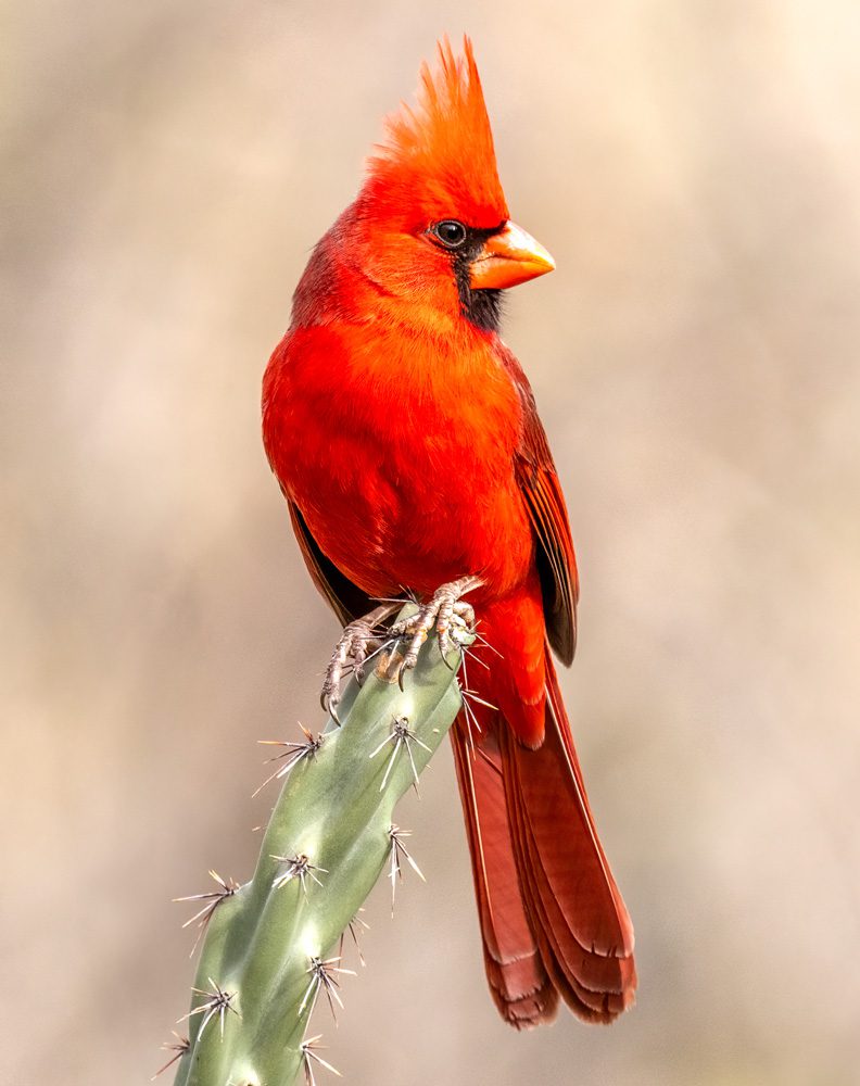 Bright red bird perched on a cactus stem against a soft neutral background.