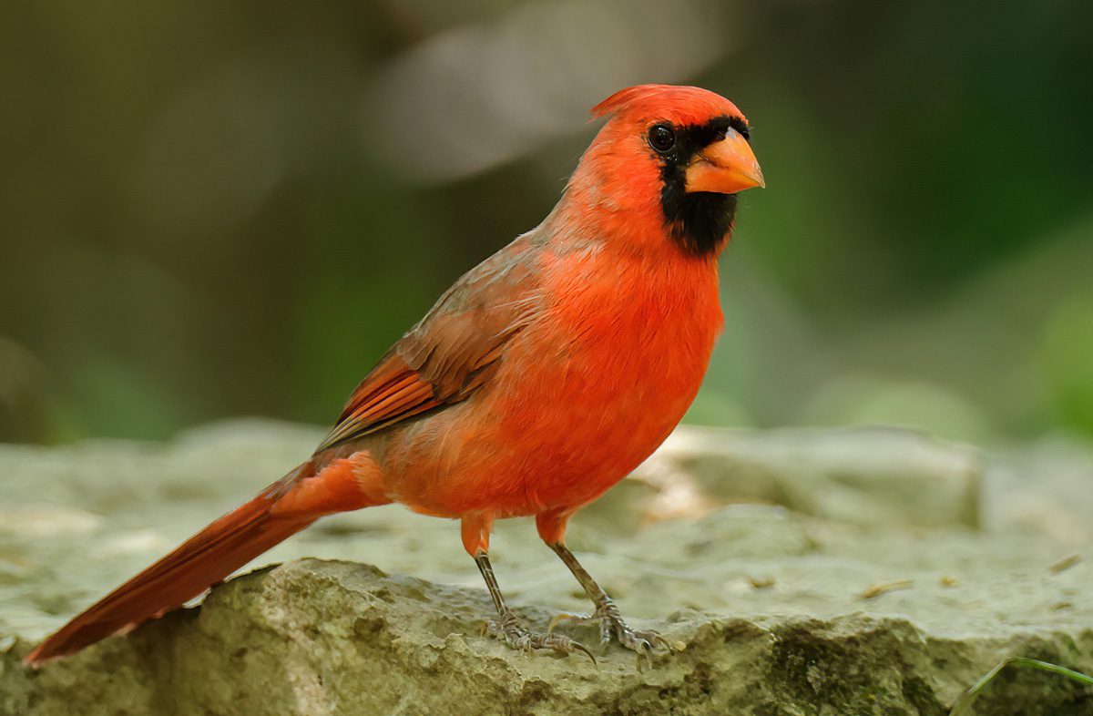 Bright red bird standing on a rock with a soft green background.