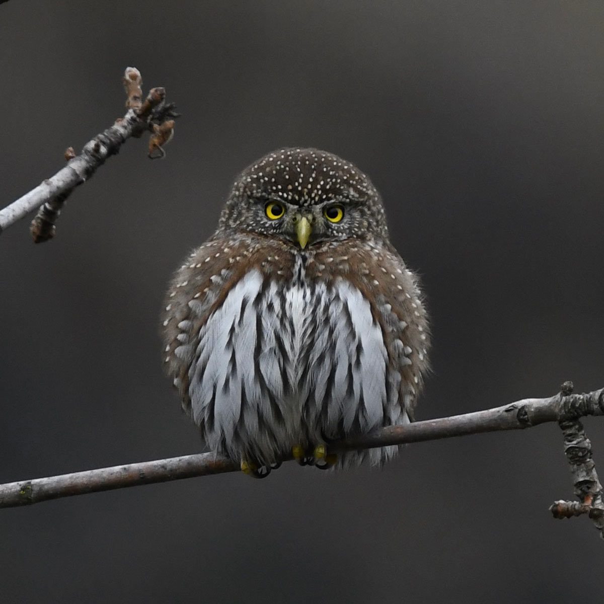 a small, puffy owl glares at the camera