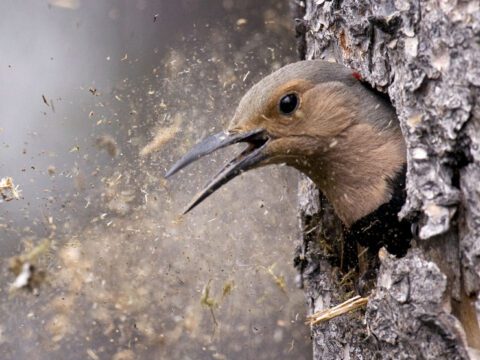 A brown-gray bird with an open bill pokes its head out of a tree while pecking the tree to open up a cavity.