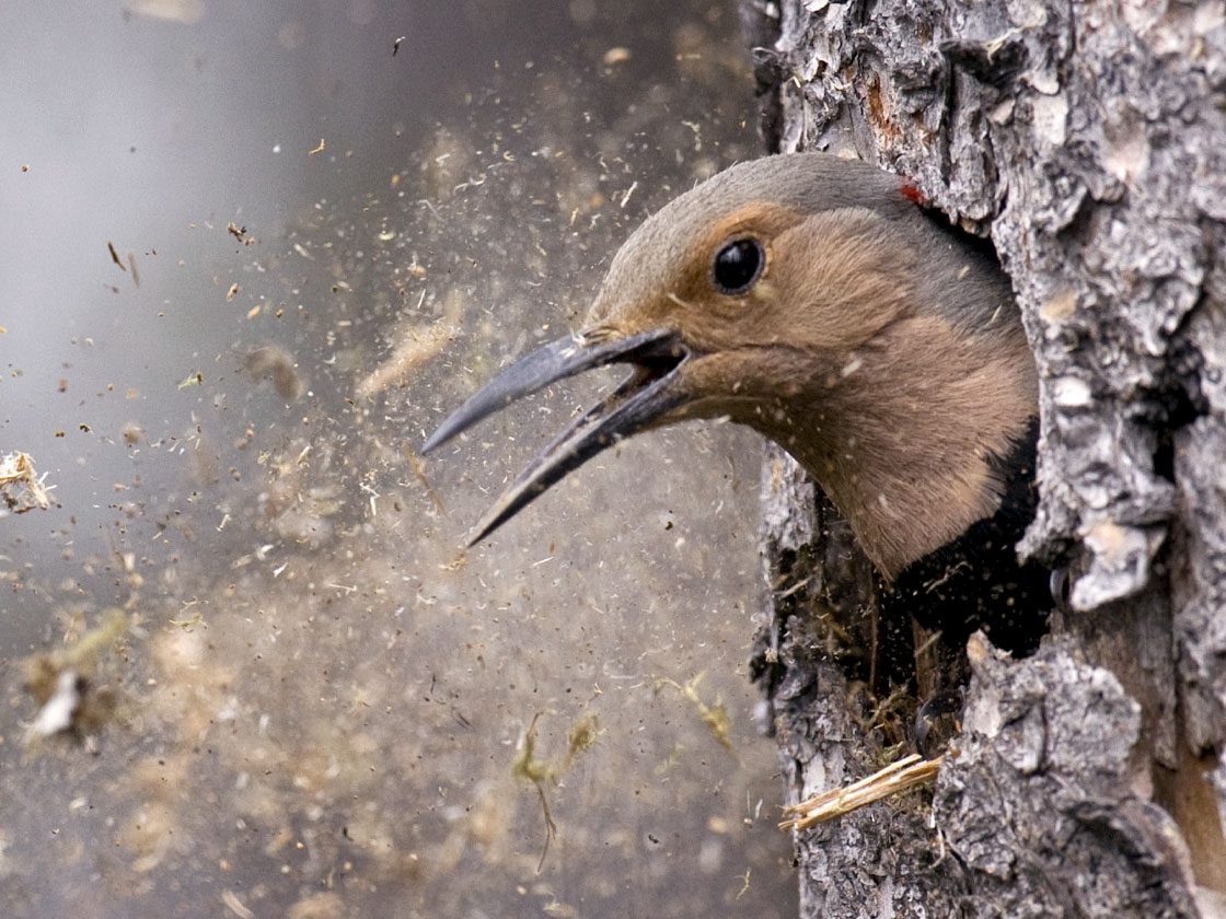A brown-gray bird with an open bill pokes its head out of a tree while pecking the tree to open up a cavity.