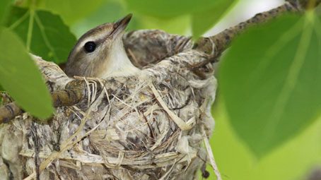 NestWatch, Identifying Nests and Eggs, Guy Lichter