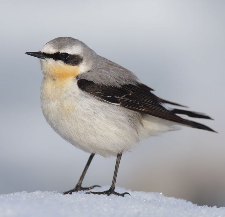 NOrthern Wheatear by Gerrit Vyn.