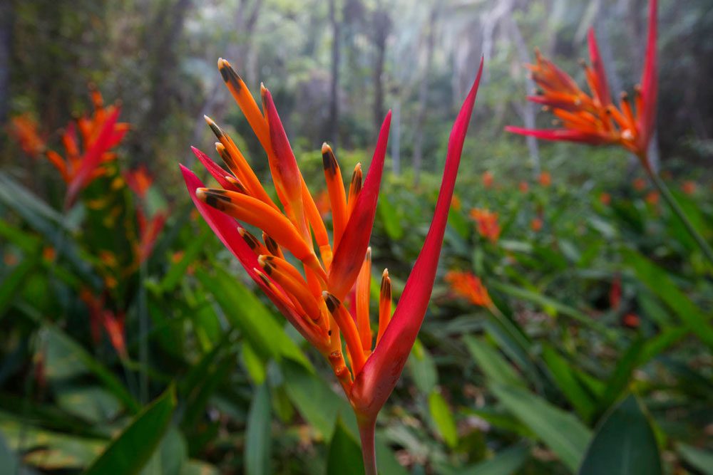 Flowering plant in the Aquasis’s Oasis Reserve. Photo by Gerrit Vyn