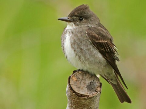 a small gray-olive bird perches on a cut branch