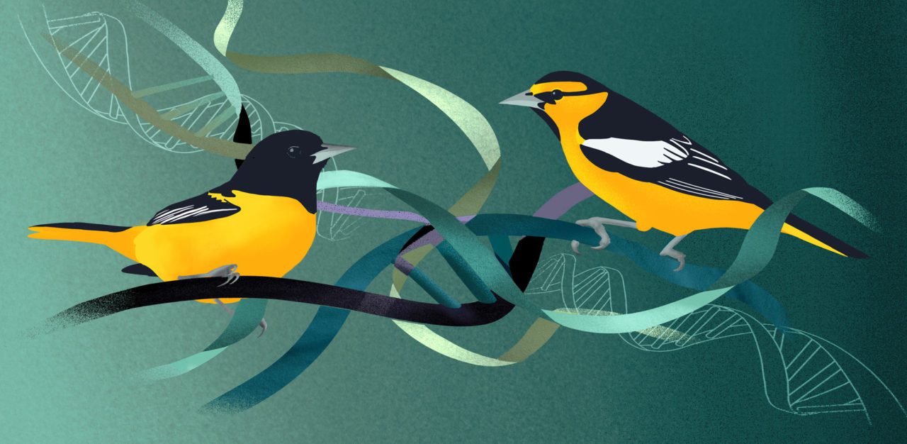 Illustration: Baltimore and Bullock's Orioles, orange, black and white, perched in DNA double helix strands. By Jillian Ditner.