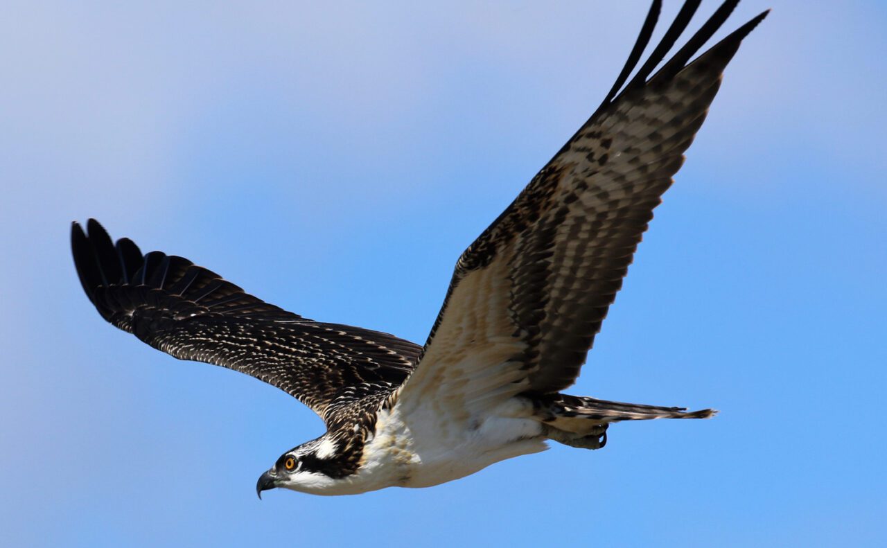 Brown-and-white osprey flying with wings spread against a clear blue sky.