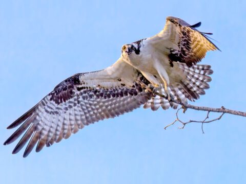 A large, black and white patterned bird with large, yellow eyes, carries a large stick while flying and looking at the camera.