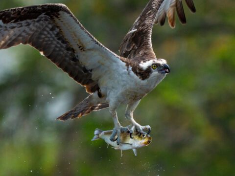 a flying Osprey carries a fish in its talons