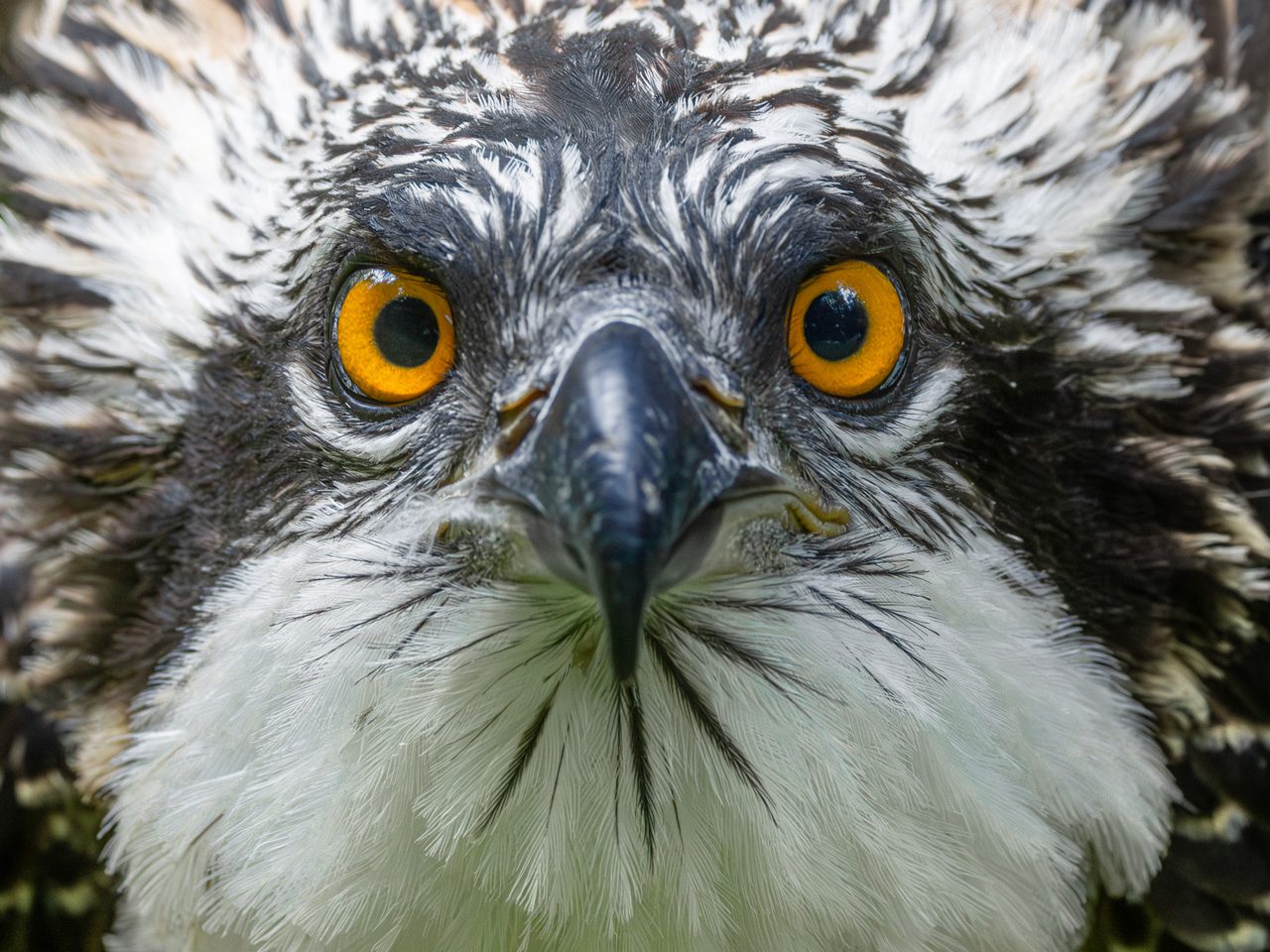Brown and white bird with vivid yellow eyes shown in a close-up view.