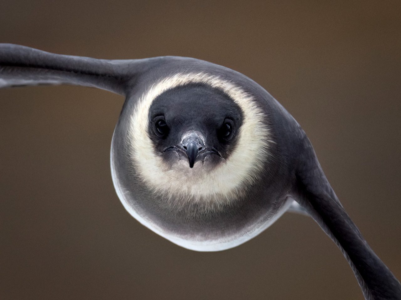 Blue and white bird flying straight toward the camera with wings outstretched