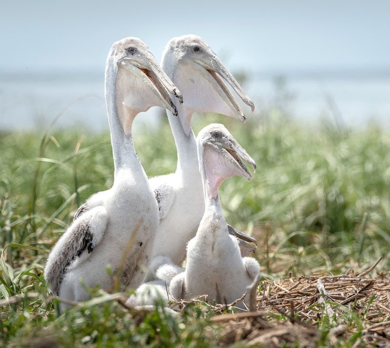 Perlican chicks in nest by Amy Shutt