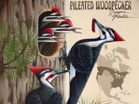 Illustration of 5 birds, 2 adults feeding three young in a tree hole, all have large red crests, black bodies, and a head striped in white and red.