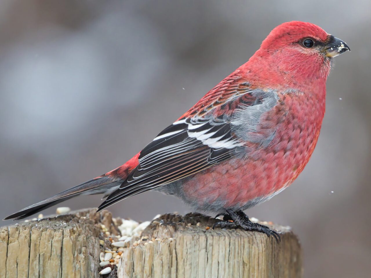 a stocky red finch with black wings sits on a fencepost.