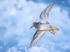 bird flying against ocean waves