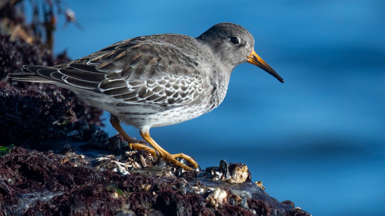 a grayish shorebird crouches on a seaweed and barnacle covered rock