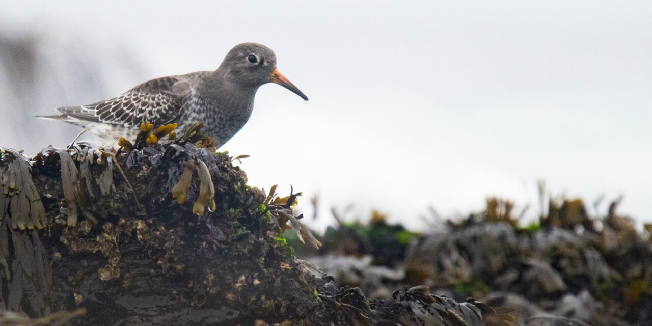 a grayish sandpiper with an orange bill forages on seaweed covered rock