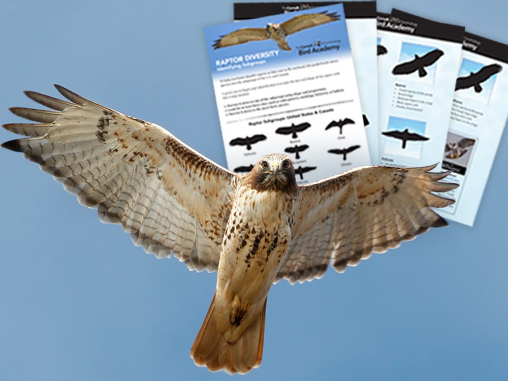 a soaring hawk superimposed over images of an identification guide