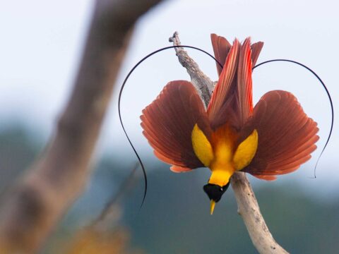 A bird of paradise perched upside down on a branch, displaying vibrant red, yellow, and black plumage with elegant curved tail feathers against a soft, blurred background.
