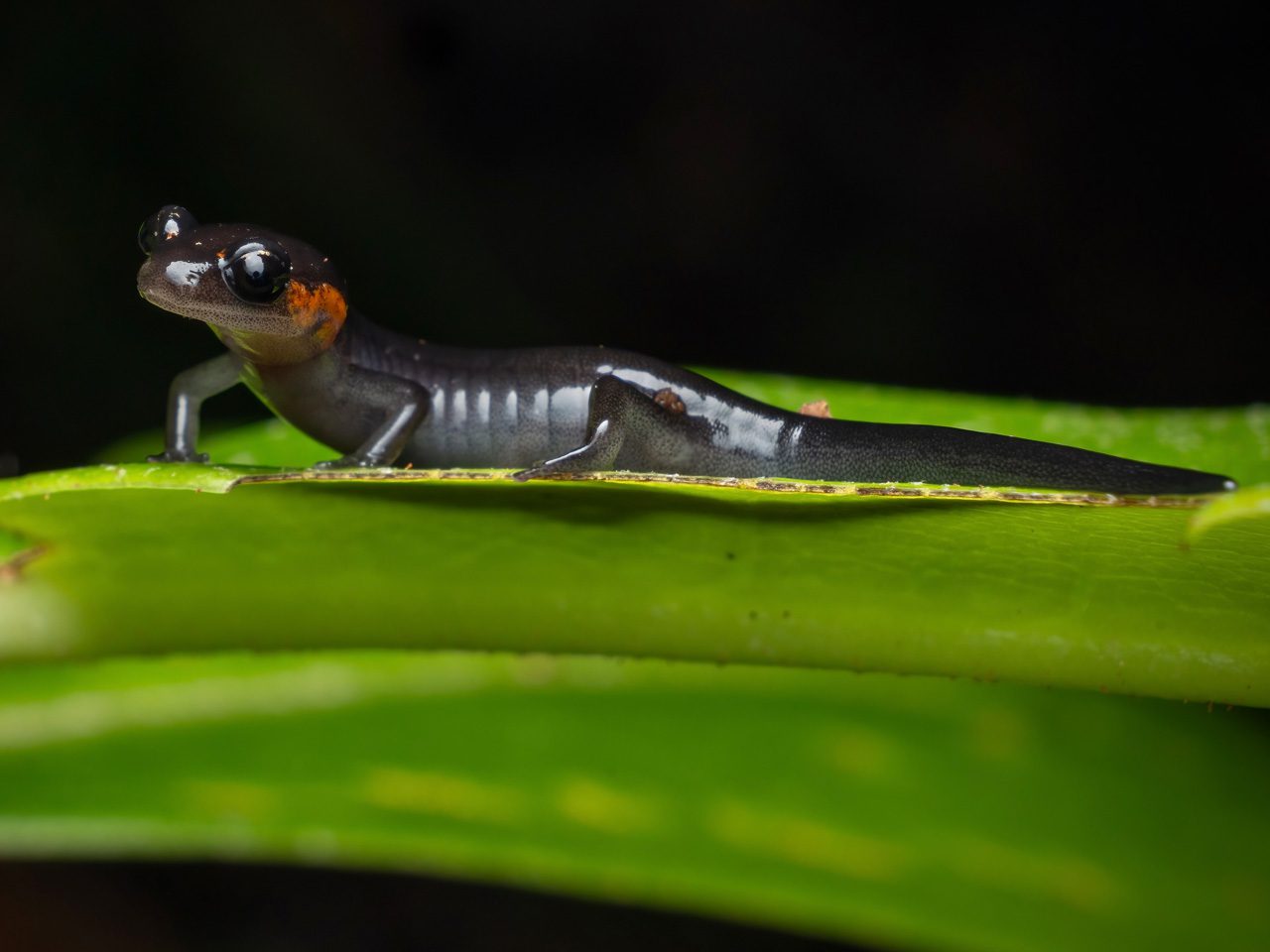 Red cheeked salamander on a leaf