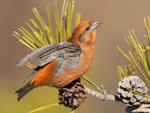 Red crossbill perched on a pine branch with pinecones, its wing slightly raised, against a blurred background.