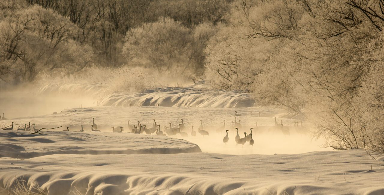 a group of cranes at a riverbed
