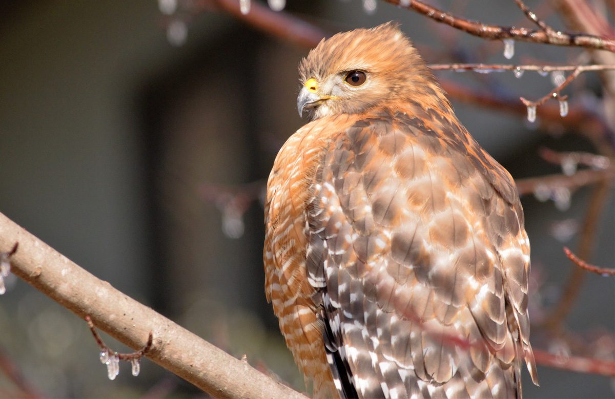 A hawk perched on an icy tree branch, showing its rusty-orange breast and patterned wings.