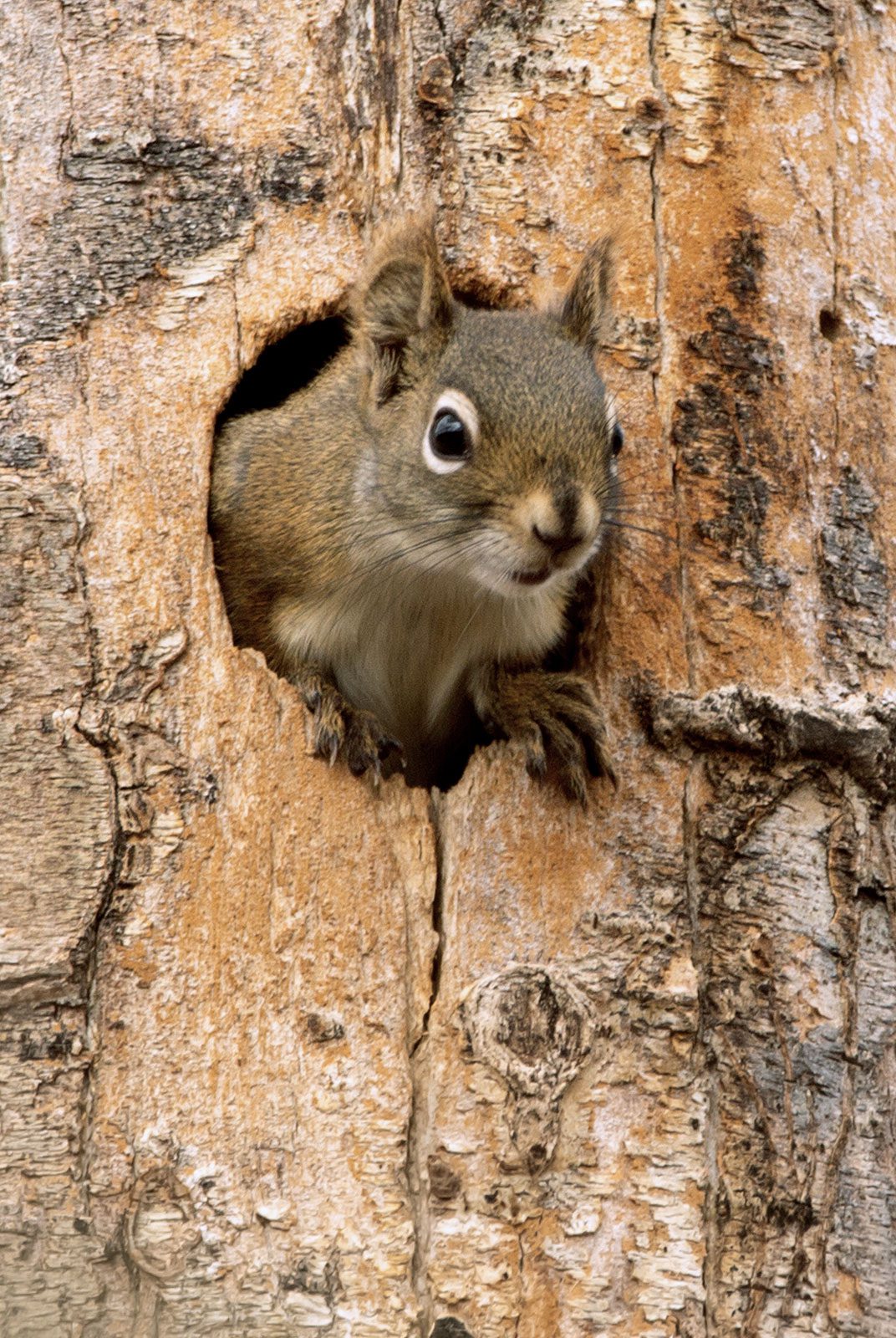 S golden-brown, furry animal with a thick white eye ring, sticks its head out of a tree hole.