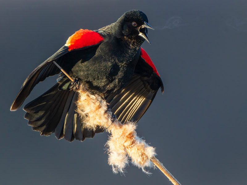a red-winged blackbird sings and displays his red wing patches