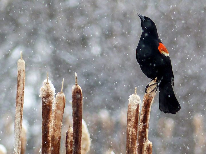 Black bird with a red and yellow shoulder patch stands on a reed in the snow.