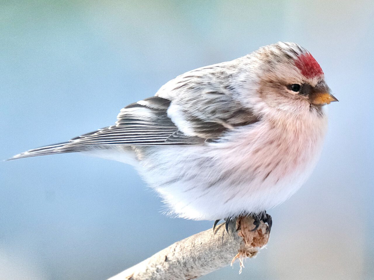 a small white and pink finch sits on a twig