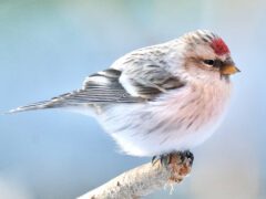 a small white and pink finch sits on a twig