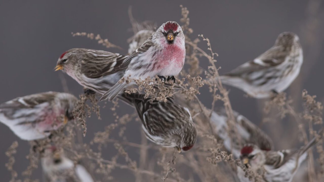 several small brown and pink finches forage on wildflower seeds