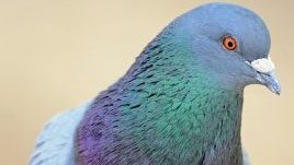 Rock Pigeon by Richard Taylor/Macaulay Library.