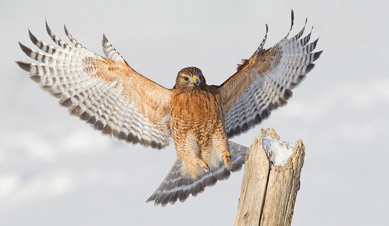 Hawk with open wings lands on a tree stump in the snow.
