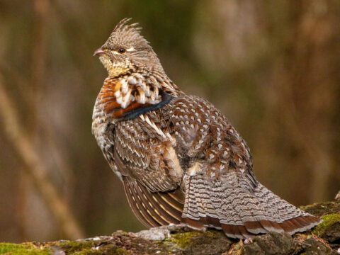 A plump brown bird stands on a log in a forest. Photo by Katelynn Luff / Macaulay Library