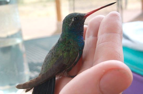 Broad-billed Hummingbird