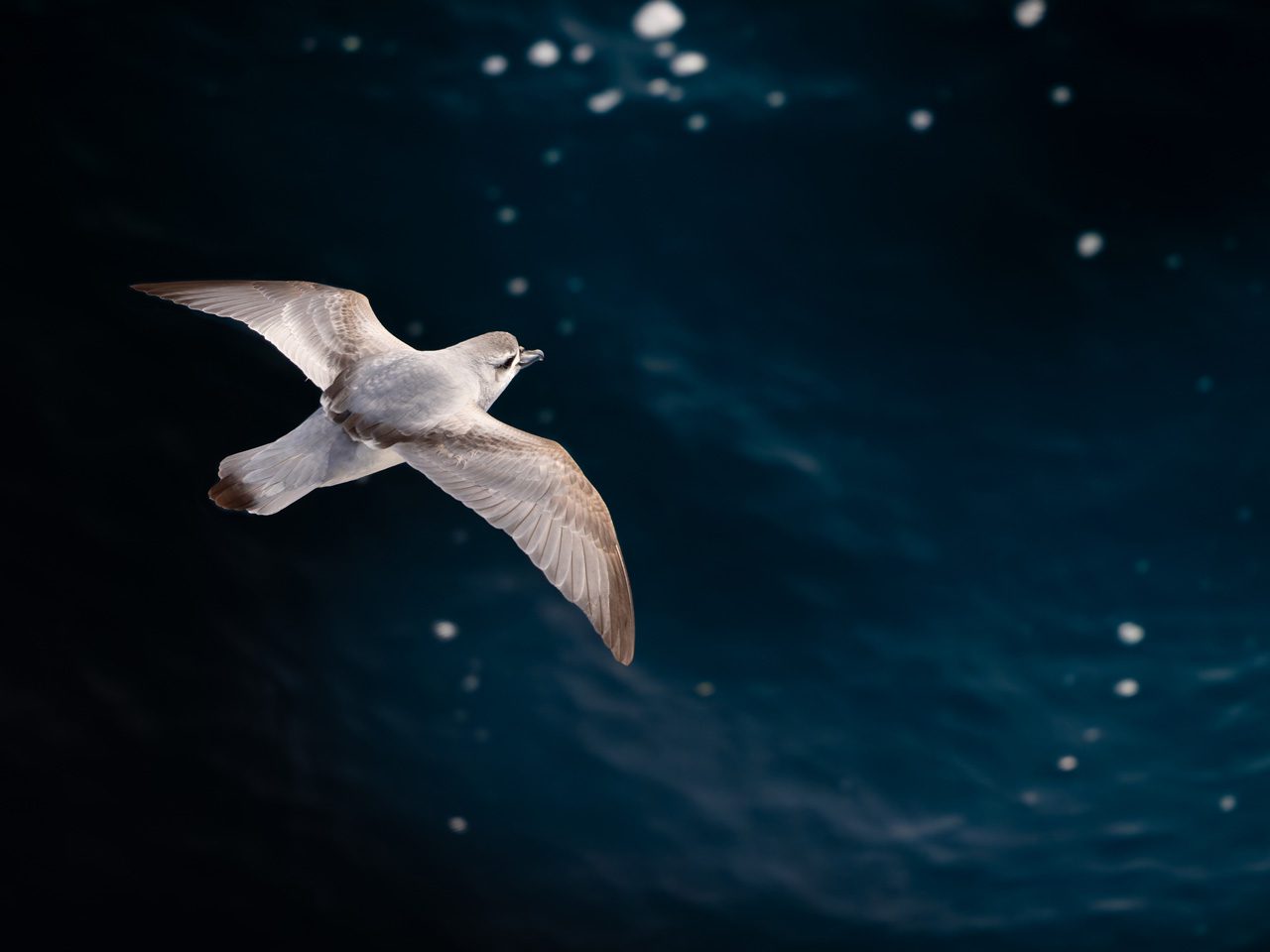 Light-colored bird flying over deep blue water.